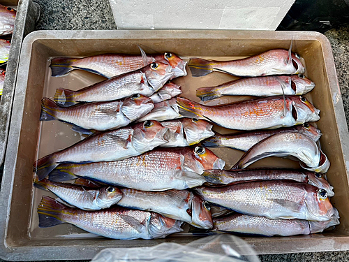 アカアマダイの釣果