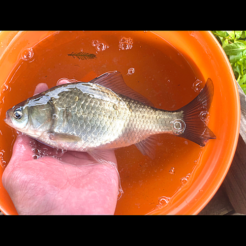 ヘラブナの釣果