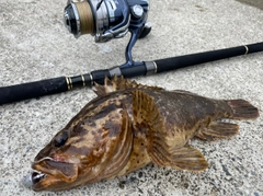 ベッコウゾイの釣果