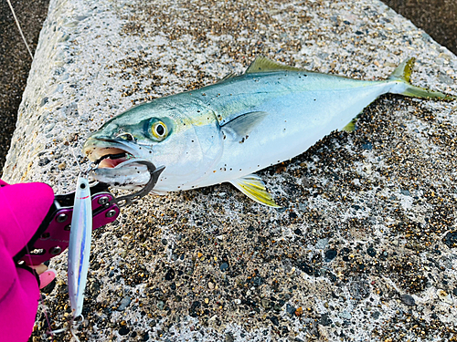 イナダの釣果