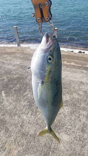 イナダの釣果