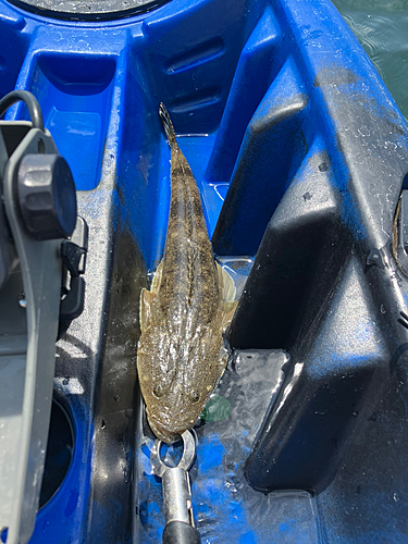 マゴチの釣果