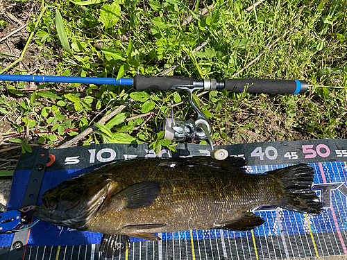 スモールマウスバスの釣果