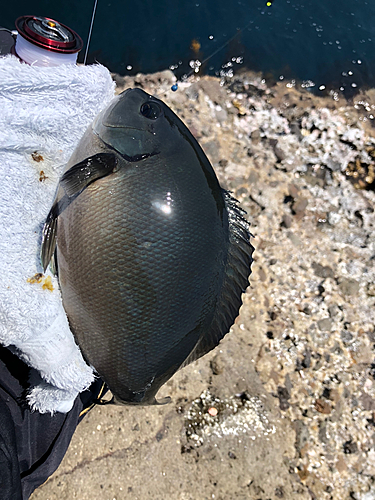 グレの釣果