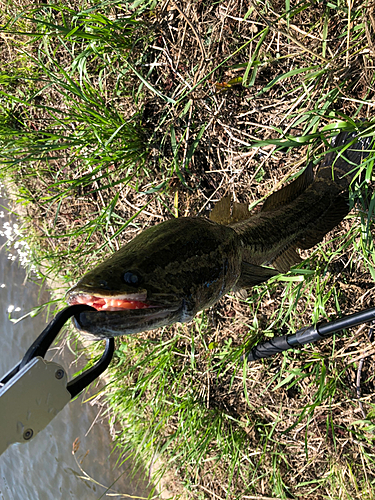 ライギョの釣果