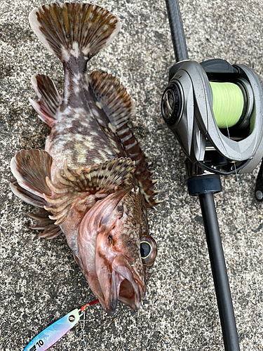 カサゴの釣果