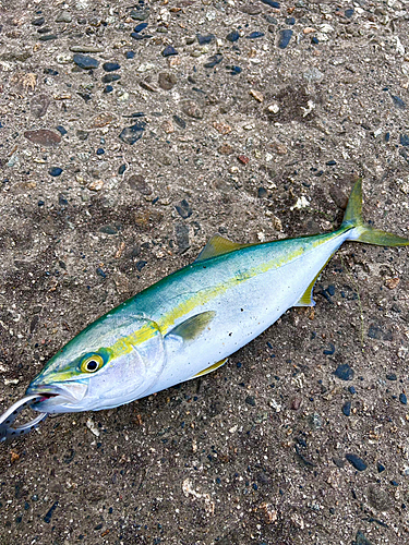 イナダの釣果