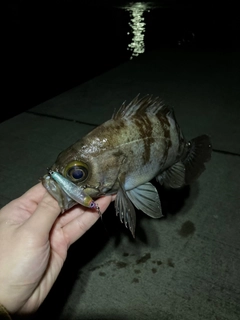 メバルの釣果