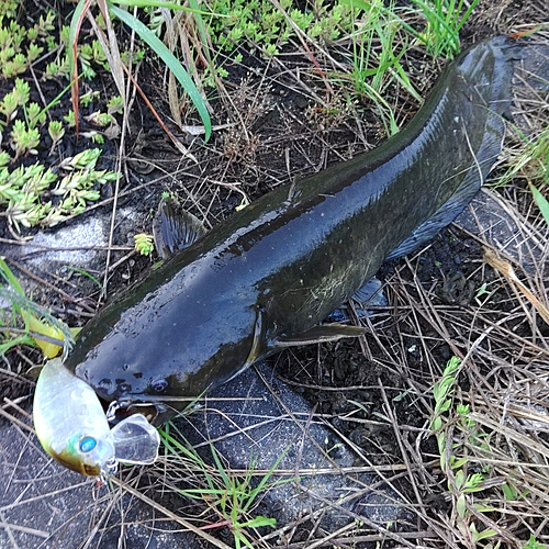 ナマズの釣果