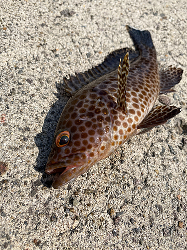 オオモンハタの釣果