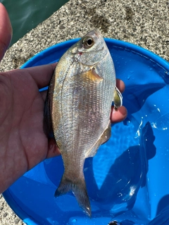 ウミタナゴの釣果