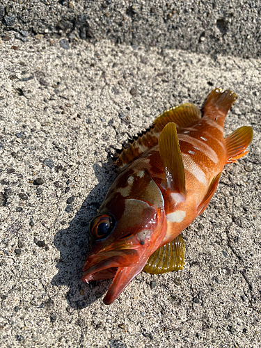 アカハタの釣果