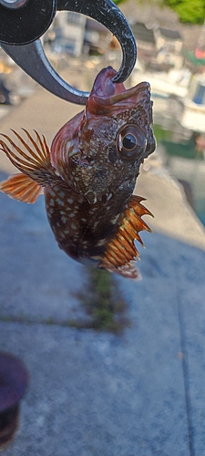 カサゴの釣果