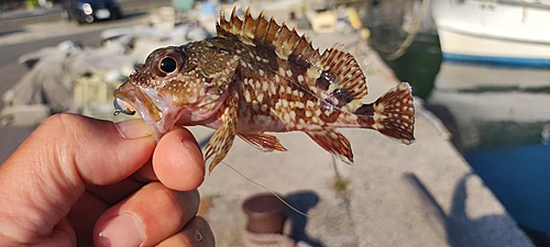 カサゴの釣果