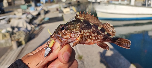 カサゴの釣果