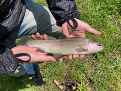 ニジマスの釣果