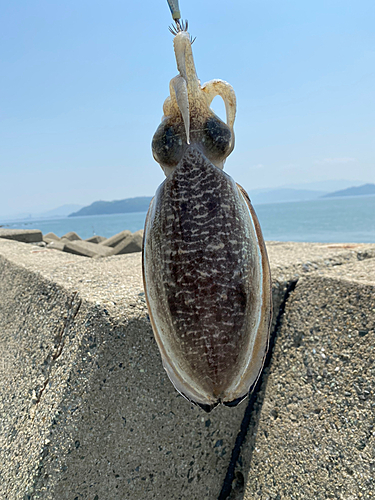 モンゴウイカの釣果