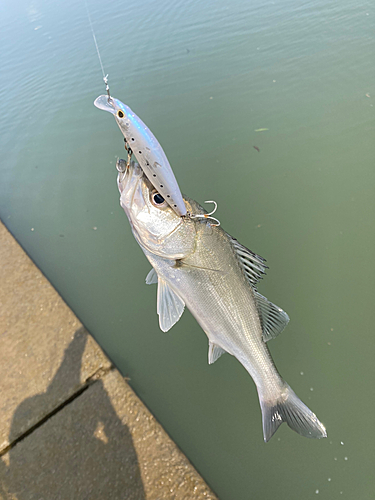 セイゴ（マルスズキ）の釣果