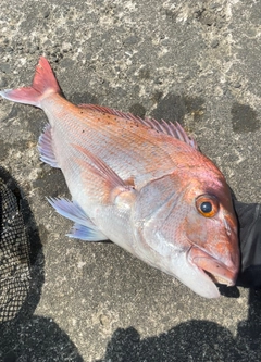 マダイの釣果