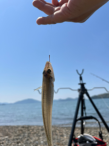 シロギスの釣果