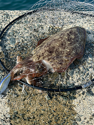 モンゴウイカの釣果