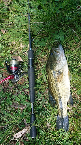 ラージマウスバスの釣果