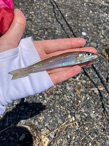 キスの釣果