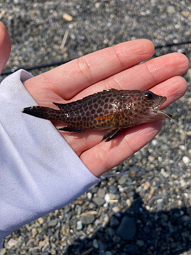 オオモンハタの釣果