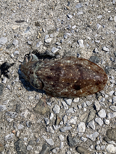 ハリイカの釣果