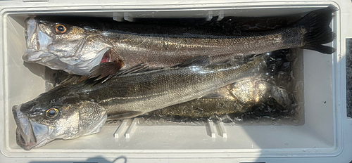 シーバスの釣果