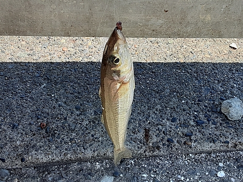 シロギスの釣果