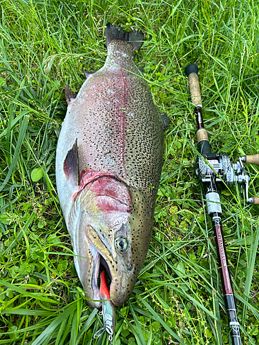 ニジマスの釣果