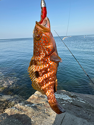 キジハタの釣果