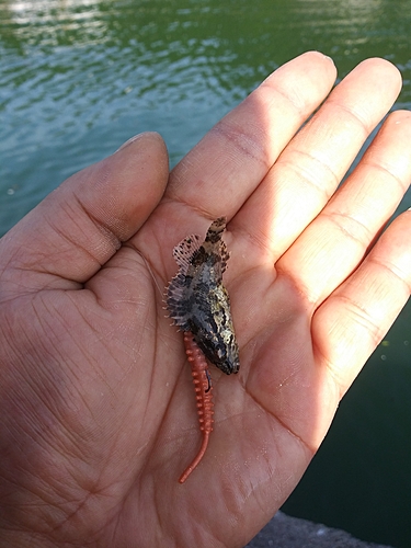 タケノコメバルの釣果