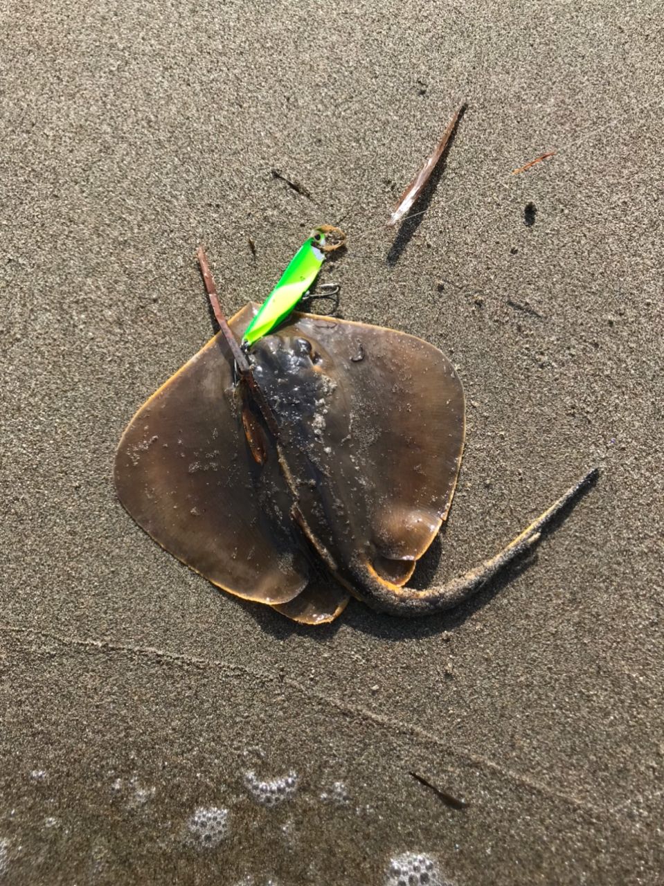 アカエイ