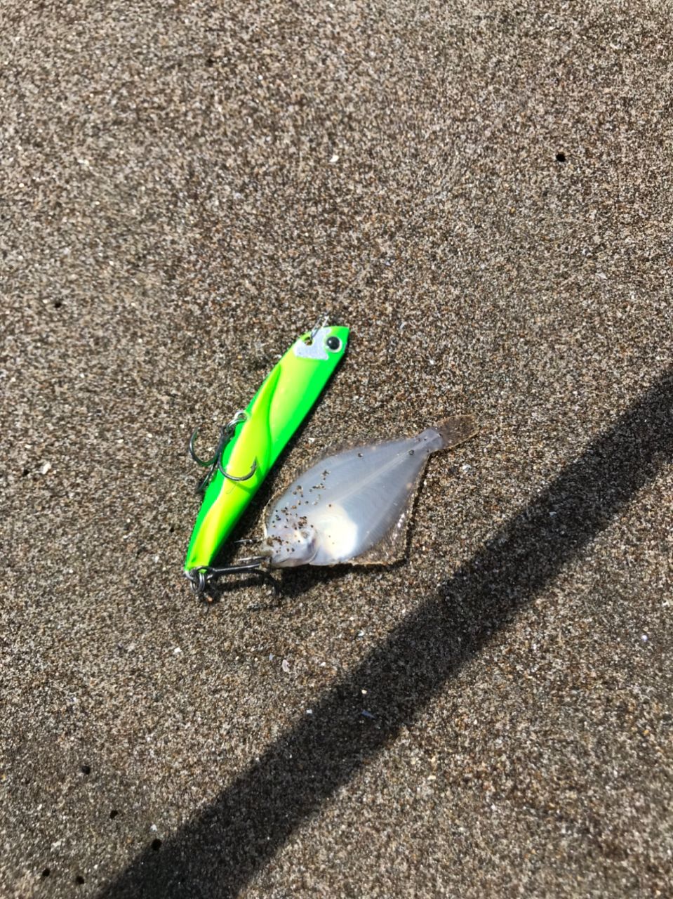 アカエイ