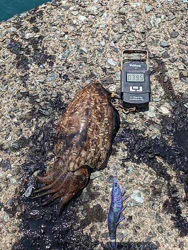 コウイカの釣果