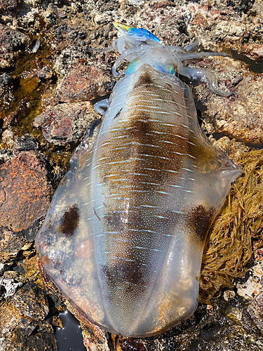 アオリイカの釣果