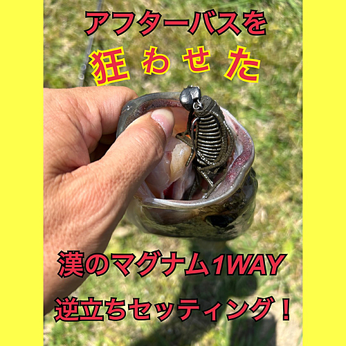 ブラックバスの釣果