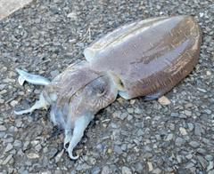 コウイカの釣果