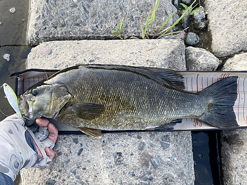 スモールマウスバスの釣果