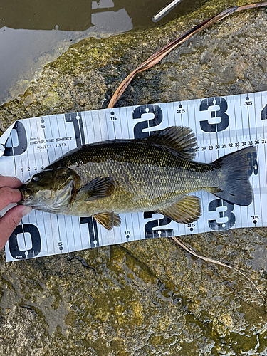 スモールマウスバスの釣果