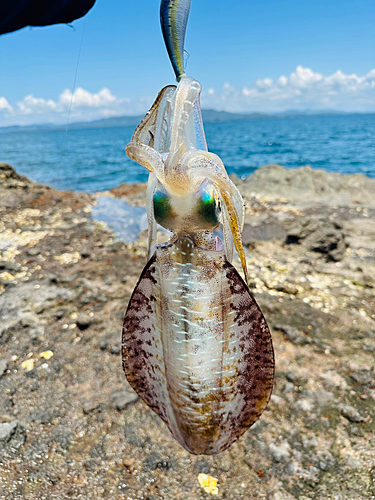 アオリイカの釣果