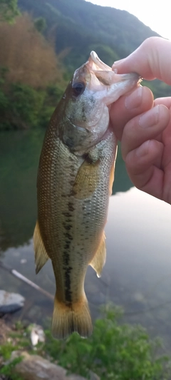 ブラックバスの釣果