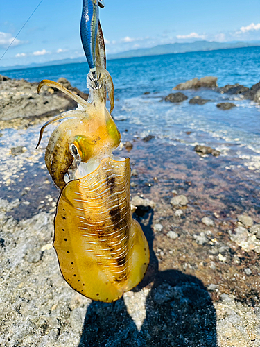 アオリイカの釣果