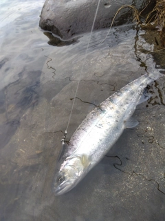 ヤマメの釣果