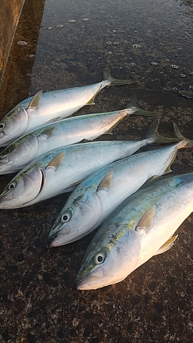 イナダの釣果