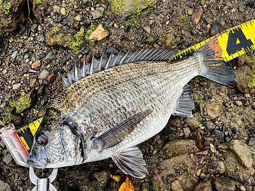 ミナミクロダイの釣果