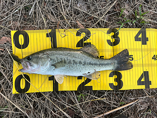 ブラックバスの釣果