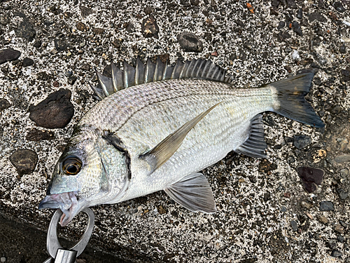 ミナミクロダイの釣果